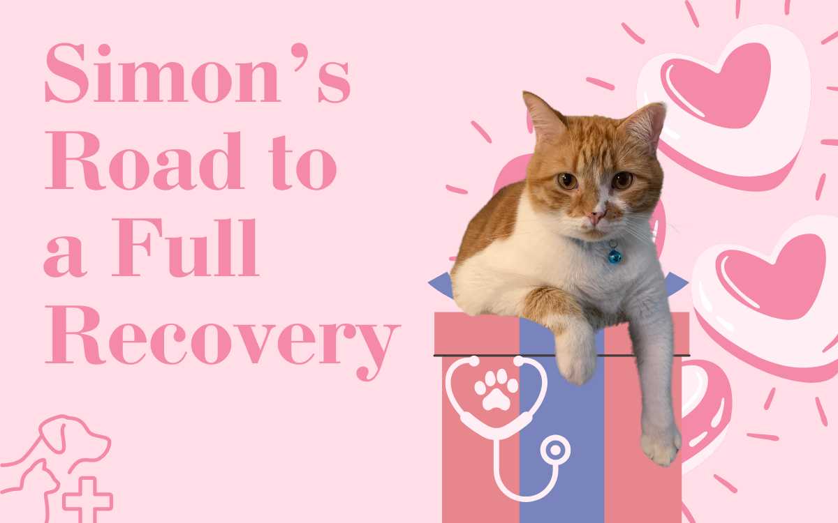 Simon's Road to a Full Recovery image in pink with hearts, and Simon, a red and orange cat, sitting on a present.